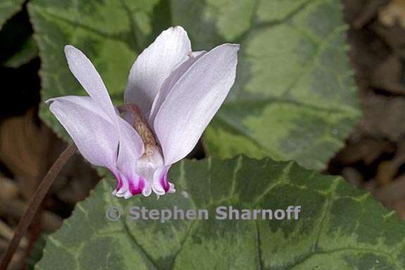 cyclamen africanum 3 graphic